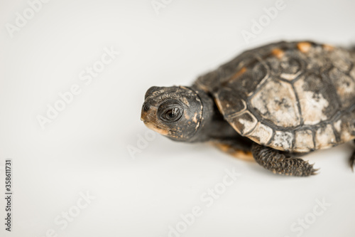 Tiny Box Turtle © KCULP
