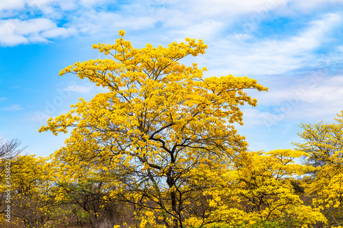 Trees of guayacán photo