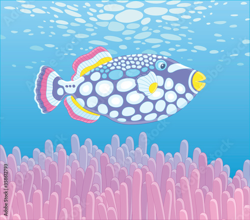 Exotic multi colored parrotfish swimming over stinging tentacles of a pink anemone in blue water of an amazing tropical coral reef in a warm southern sea, vector cartoon illustration