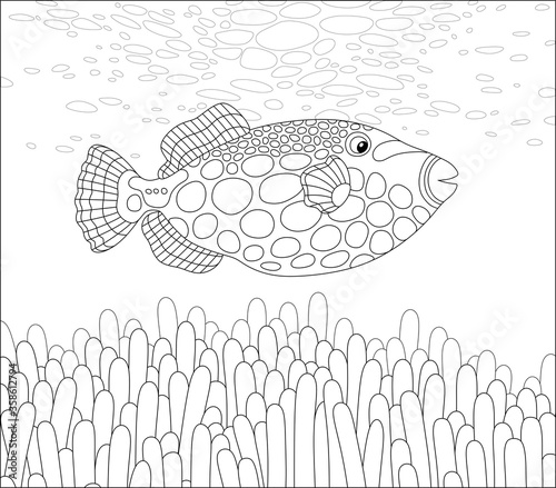 Exotic parrotfish swimming over stinging tentacles of an anemone on an amazing tropical coral reef in a warm southern sea, black and white vector cartoon illustration for a coloring book page