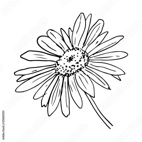 Daisy flower sketch on white background