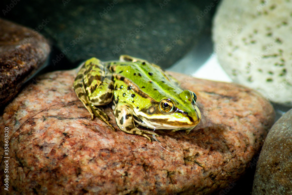 Close-up of a Common Water Frog Close-up of a Common Water Frog