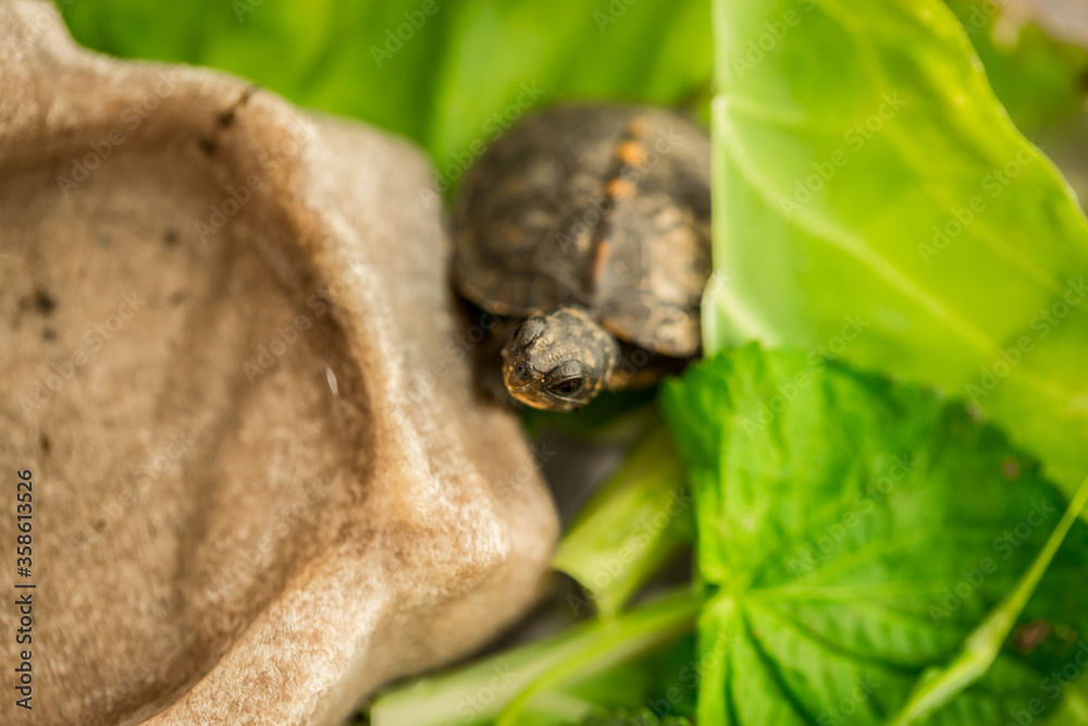 Obraz premium Tiny Box Turtle