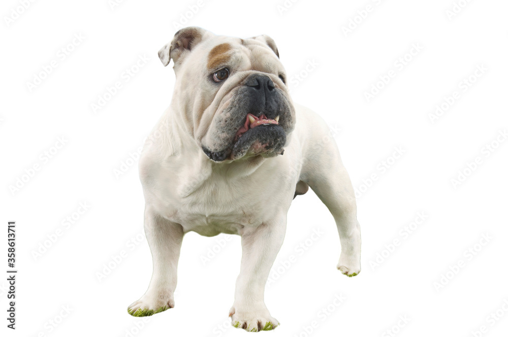 Cutout of British Bulldog on white background
