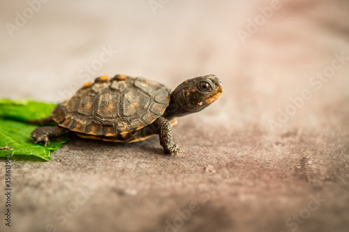 Tiny Box Turtle © KCULP