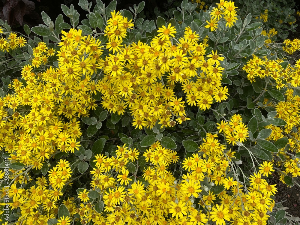 Wild yellow flowers, on the roadside in, Bradford, Yorkshire, UK Wild yellow flowers, on the roadside in, Bradford, Yorkshire, UK