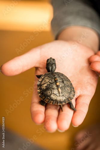 Tiny Box Turtle