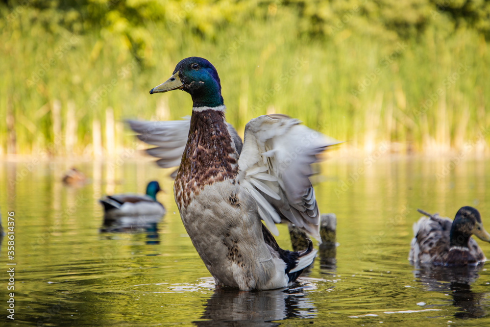 Duck taking of from a pond in the park in summertime Duck taking of from a pond in the park in summertime