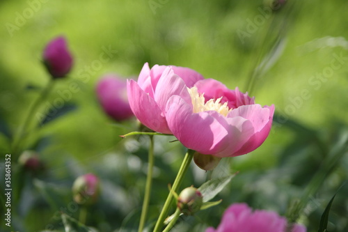 Fototapeta Naklejka Na Ścianę i Meble -  Blooming peonies