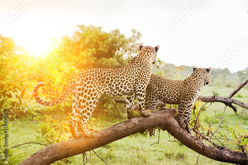Photography Safari in Africa with two leopards