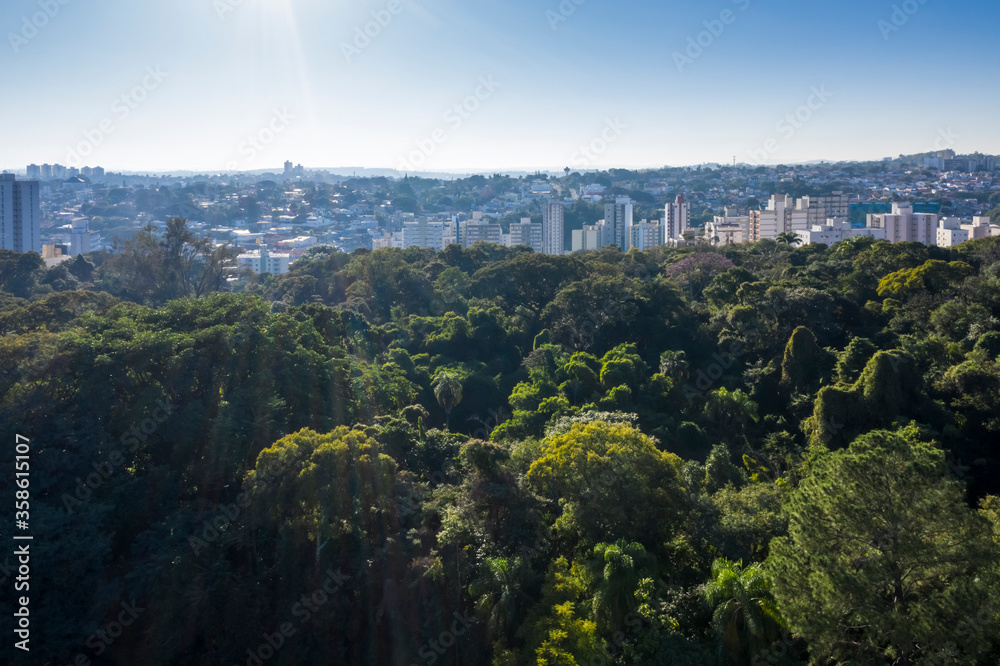 Obraz premium trees of the Jequitibas forest in Campinas with city in the background, Sao Paulo, Brazil
