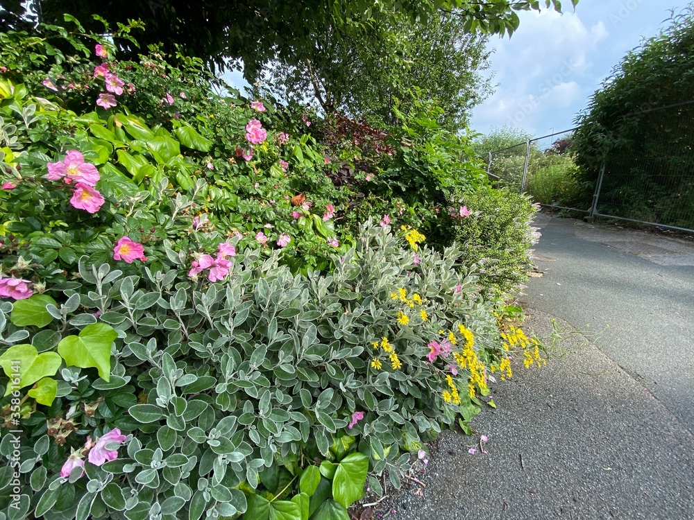 Fototapeta premium Wild pink and yellow flowers, growing near a waste site in, Idle, Bradford, UK