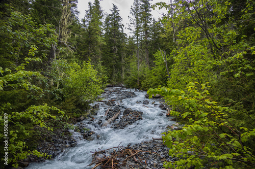 Stream in the forest 