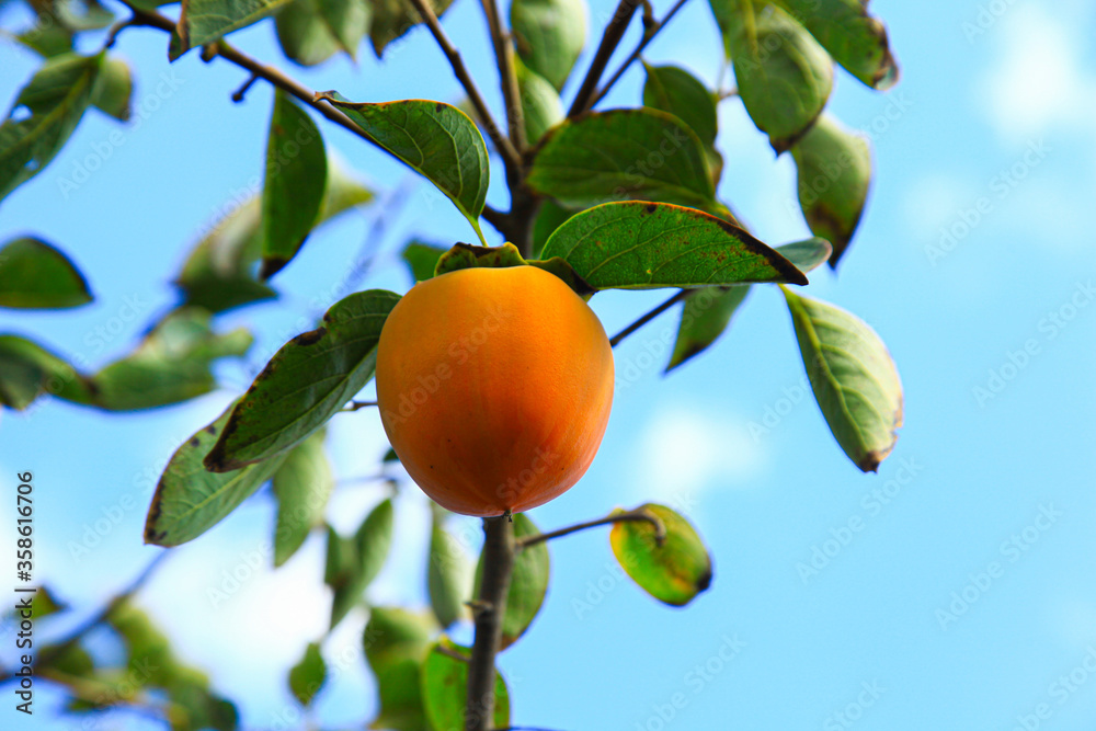 A date plum growing on the branch of a tree A date plum growing on the branch of a tree