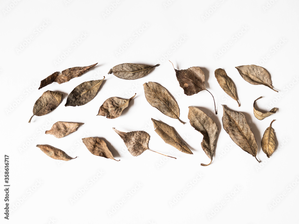 Autumn composition. Border made of brown leaves on white background. Fall concept. Autumn thanksgiving texture. Flat lay, top view, copy space