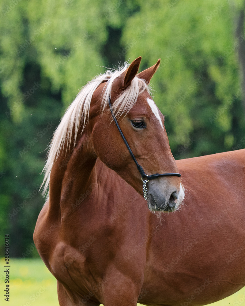 Obraz premium Portrait of a beautiful chestnut horse looks back on natural green summer background, head closeup
