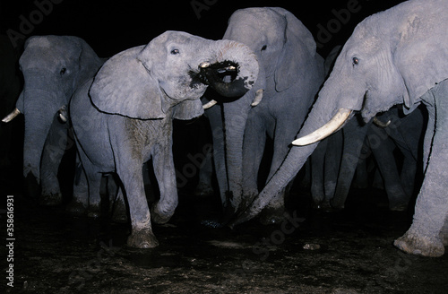 Canvas Print Herd of elephants drinking water at night time