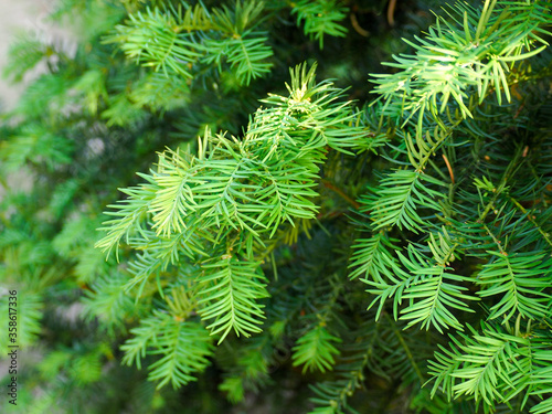 part of the green spruce branches . forest green tree