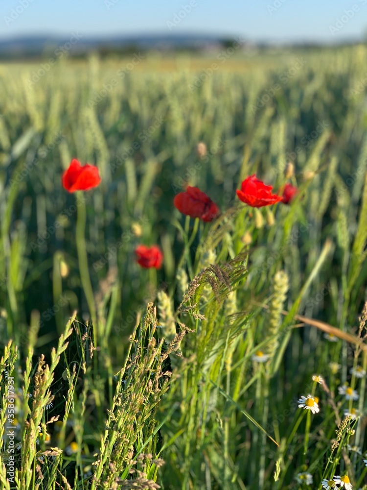 flower field red poppy and chamomile meadow summer day in the sun shining flower field red poppy and chamomile meadow summer day in the sun shining
