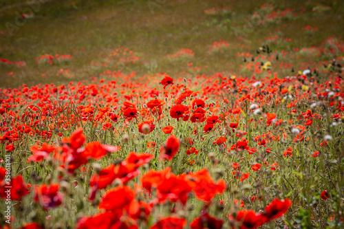 An abundance of vibrant poppies in the summer sunshine © lemanieh