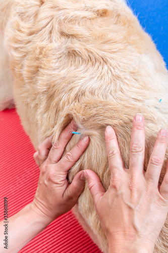 Akupunktur Nadel im Rücken eines Hundes