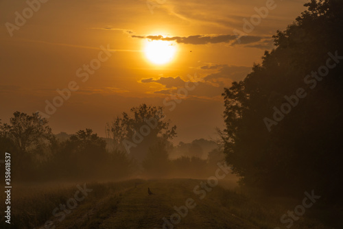 Fog and river Dyje with orange sunrise near Bulhary village in south Moravia