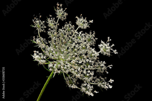 High resolution close-up macro image of a blooming Queen Anne's Lace on  black background