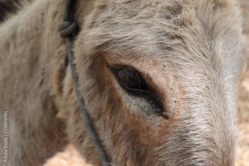 Donkey eye close up