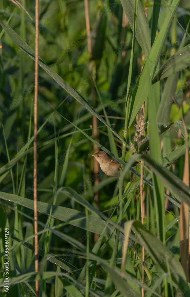 Small grey brown bird on green reeds near pond Small grey brown bird on green reeds near pond