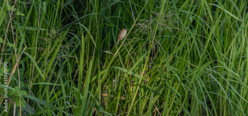 Small grey brown bird on green reeds near pond