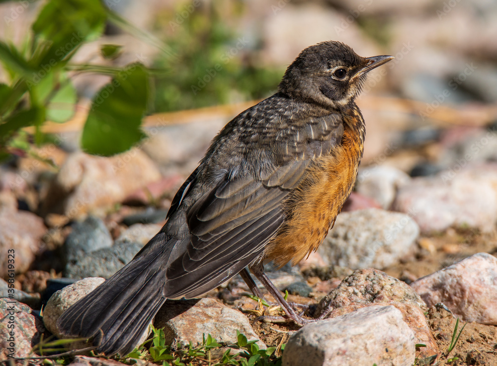 robin on the ground robin on the ground