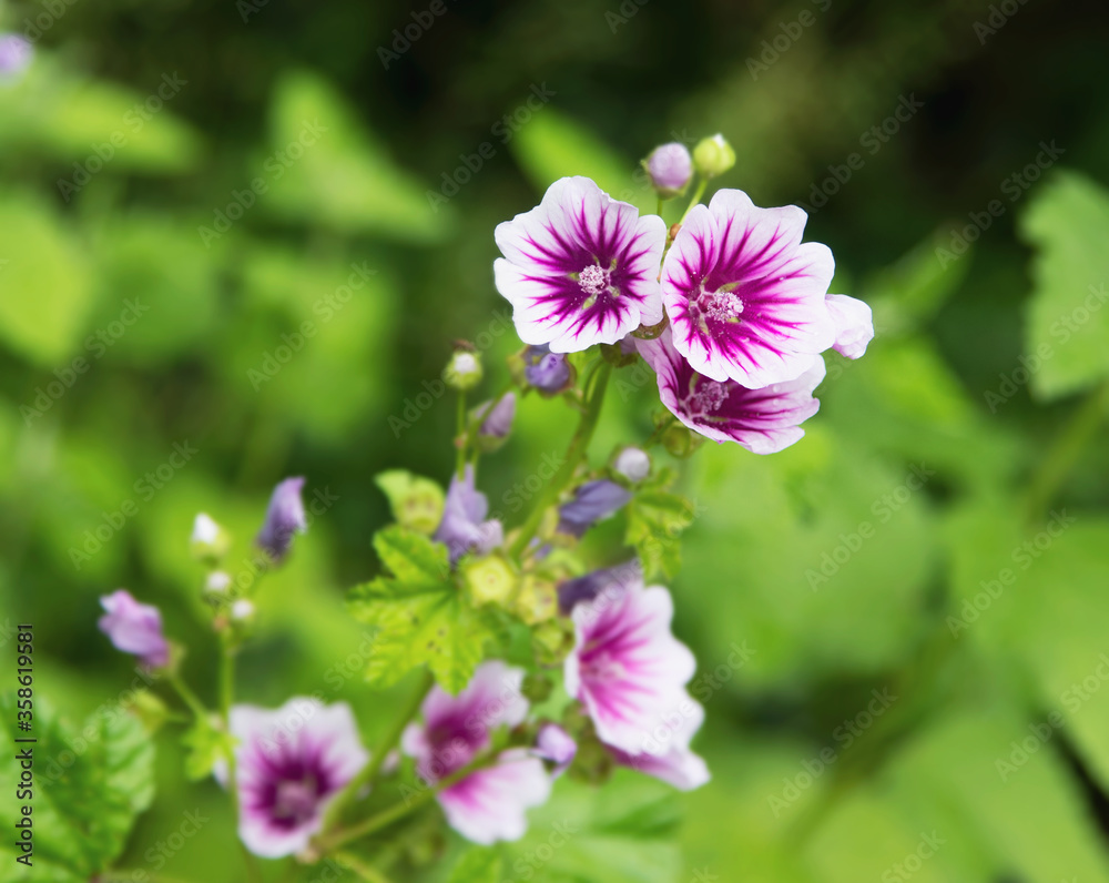  Malva (sylvestris Zebrina) herb plant