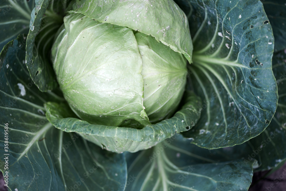 Fototapeta premium cabbage in the garden