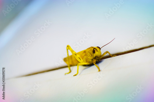 Sauterelle jaune (retouchée) sur porte de jardin