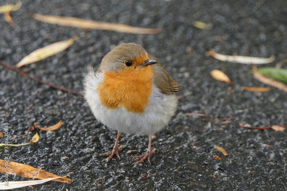 Very young bird called robin redbreast with its bright orange chest Very young bird called robin redbreast with its bright orange chest