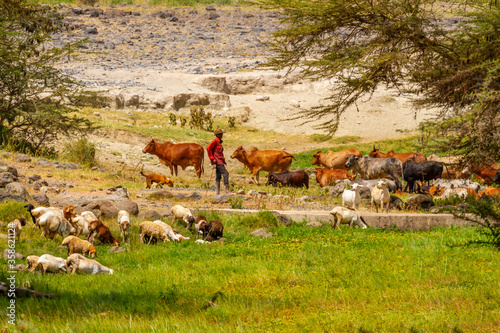 Cattle goat herder, unrecognizable person, with cows and goats grazing in rural Kenyan countryside.  Rudimentary subsistence farming in Kenya, East Africa
