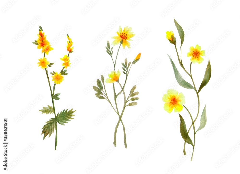 Watercolor flowers set botany