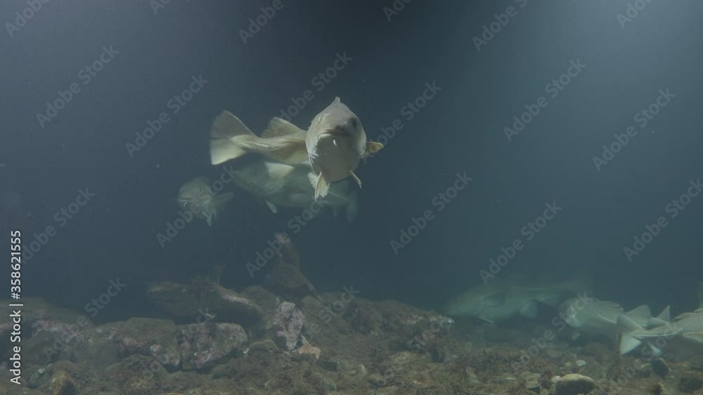 several atlantic cod swim in shallow water shallow depth of field
