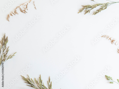Frame from beautiful wild grasses like orchard grass, barren brome and ryegrass isolated on a white background with copy space photo