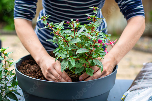 Fototapeta Naklejka Na Ścianę i Meble -  Woman working outside in a garden planting young flower plants in a planter. Woman's hands plant out flowering plant. Replanting / putting plants in grey container pot