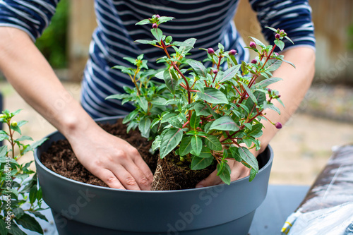 Woman working outside in a garden planting young flower plants in a planter. Woman's hands plant out flowering plant. Replanting / putting plants in grey container pot