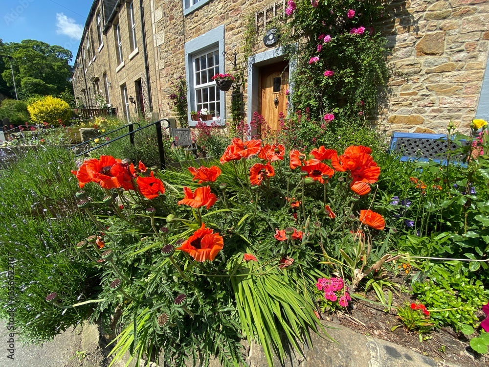 Red poppies, surrounded by plants, and roses in, Skipton, Craven, UK