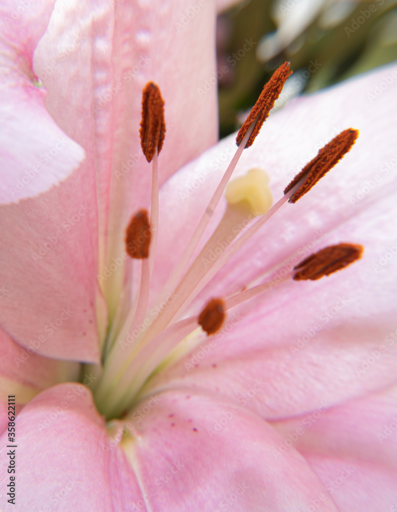 Pink flower macro photography in spring