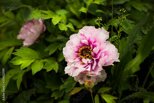 pink peony flower