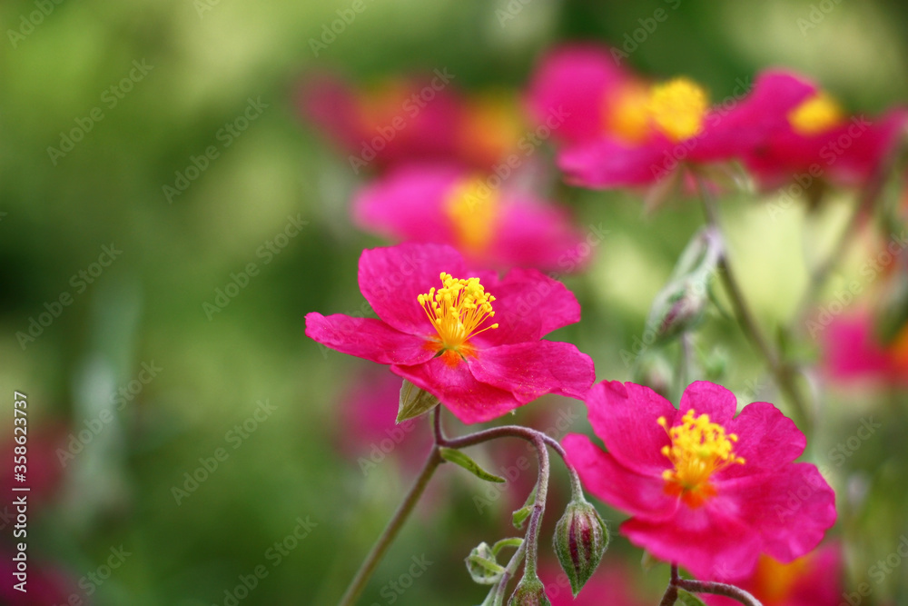 Beginning of summer.In a decorative garden the helianthemum bush blossoms in pink flowers with yellow stamens. Beginning of summer.In a decorative garden the helianthemum bush blossoms in pink flowers with yellow stamens.