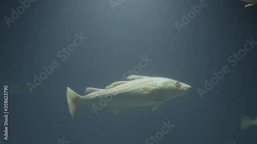 atlantic cod swim in shallow water shallow depth of field photo