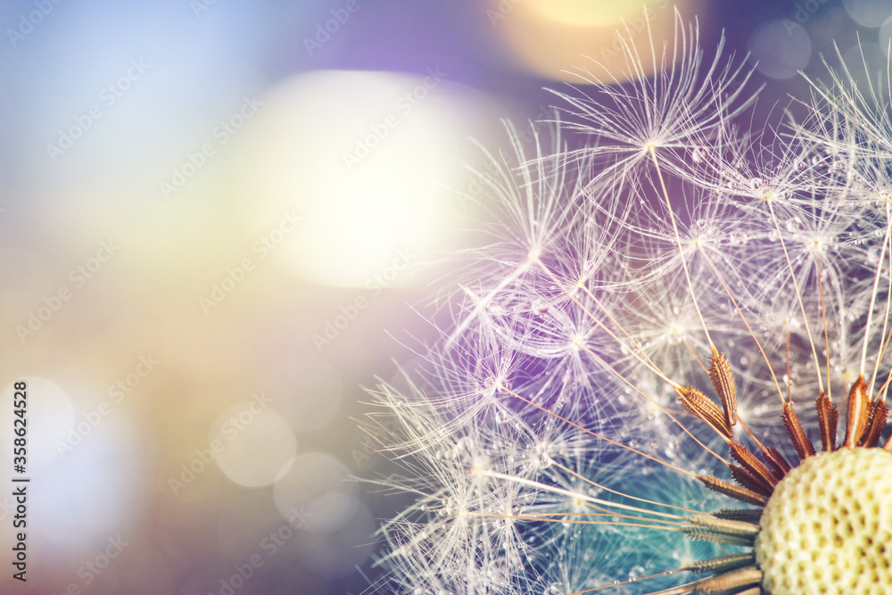 Obraz premium Close-up głowy mniszka lekarskiego, makro.