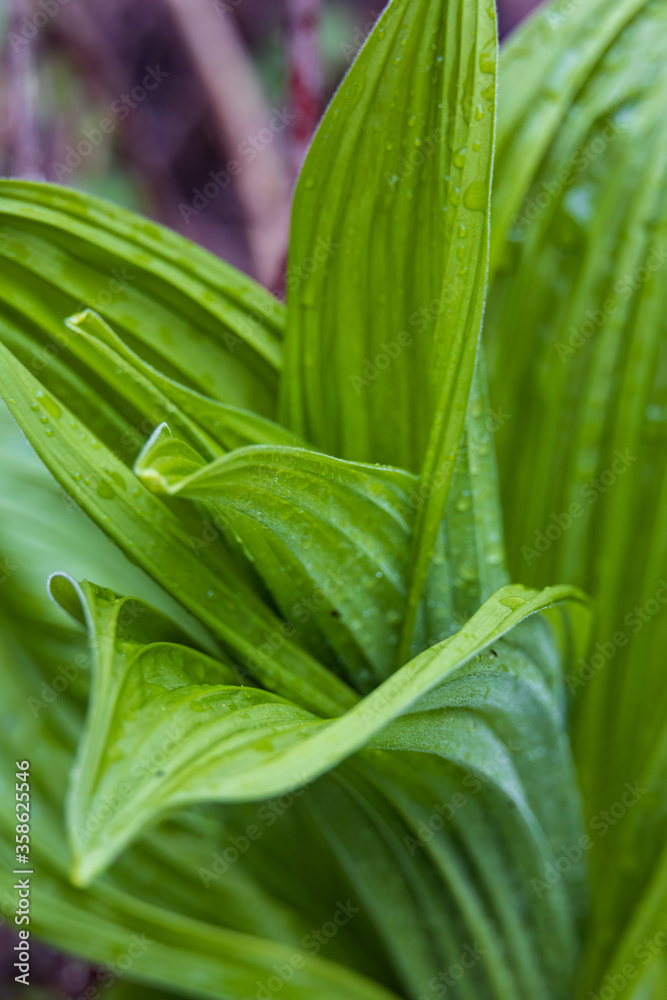 Obraz premium Green rippled leaves