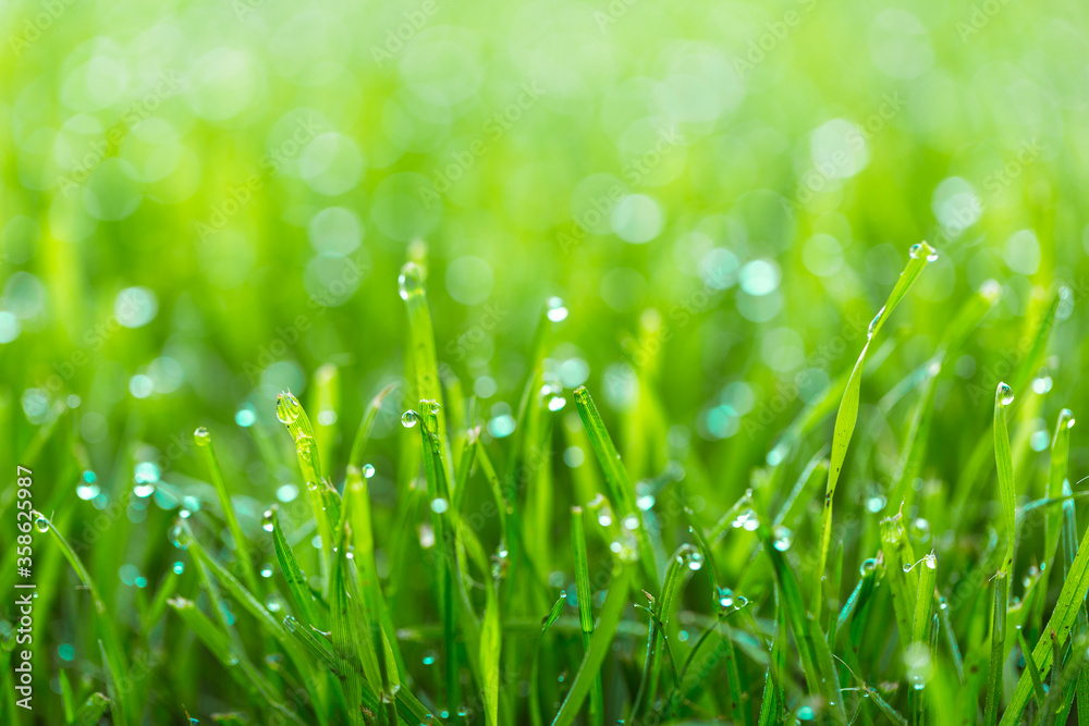 Fototapeta premium Piękno tła z liśćmi, zieloną trawą, kroplami rosy i bokeh