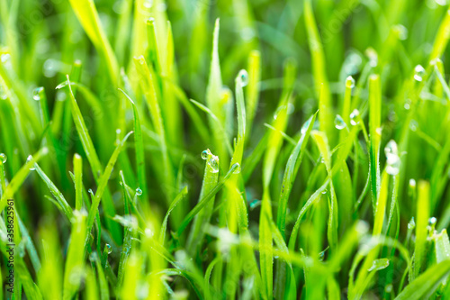 Beauty backgrounds with foliage, green grass, dew drops and bokeh